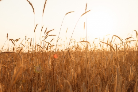 cereal plant の写真素材