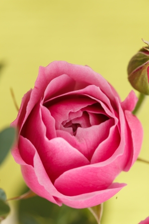 pink rosesの写真素材