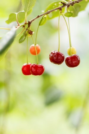 Cherry in the gardenの写真素材