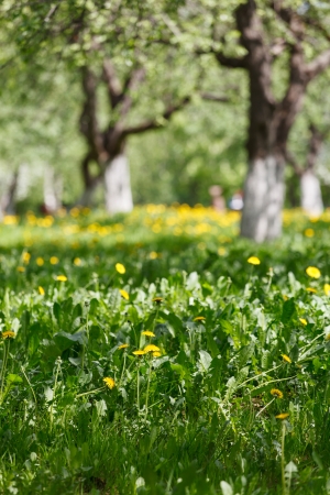 spring parkの写真素材