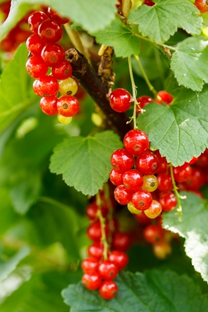 Red currant in the gardenの写真素材