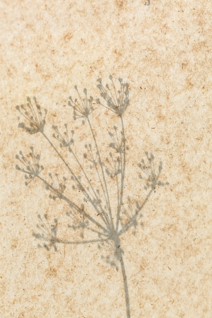 Flowers shadowの写真素材