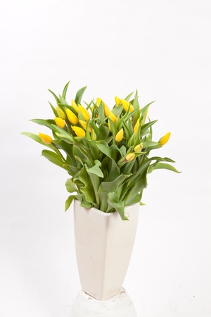 nice tulipsの写真素材