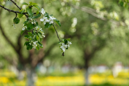 spring parkの写真素材