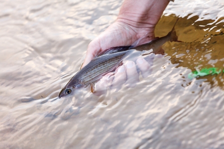 fisher holds a graylingの写真素材