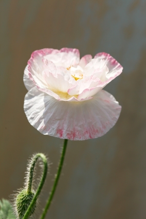 Poppy in the gardenの写真素材