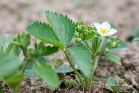 strawberry flowersの写真素材
