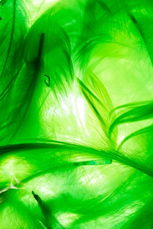 Color feathersの写真素材