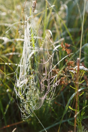 Summer and Cobwebs の写真素材
