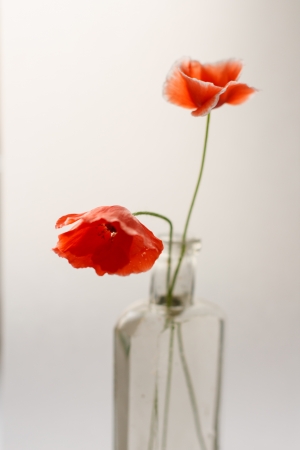 Nice poppies in the vaseの写真素材