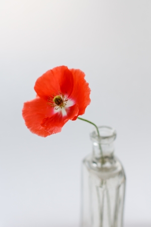 Nice poppies in the vaseの写真素材