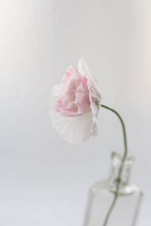 Nice poppies in the vaseの写真素材