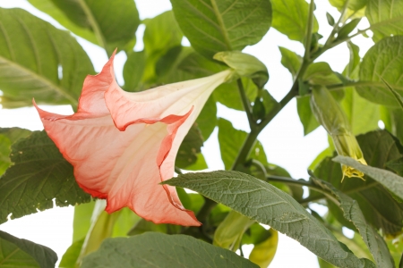 datura flowerの写真素材