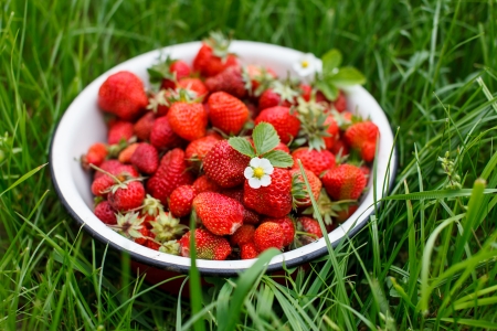 Fresh strawberriesの写真素材