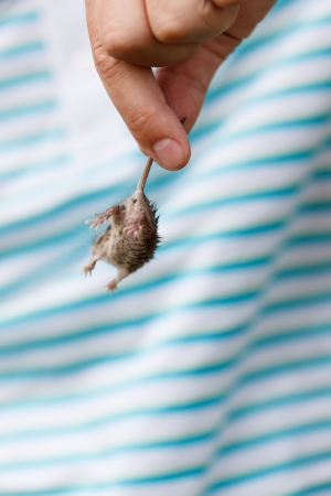 Mouse in the handの写真素材