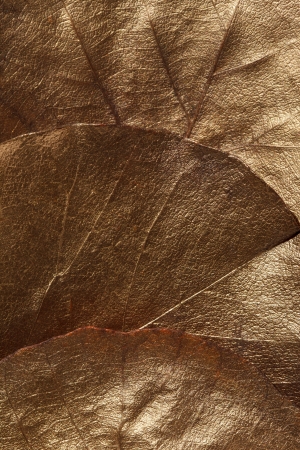 Leaves textureの写真素材