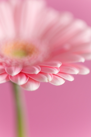 nice gerberaの写真素材