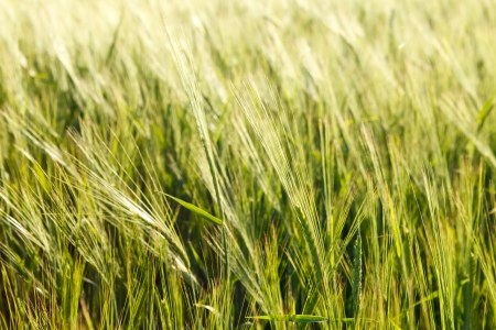 Green wheat on a fieldの写真素材