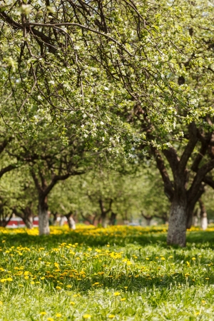 spring parkの写真素材