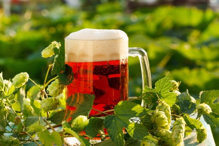 hops with beer の写真素材