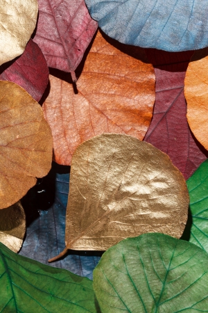 Color leavesの写真素材