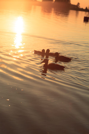 ducks on the lakeの写真素材
