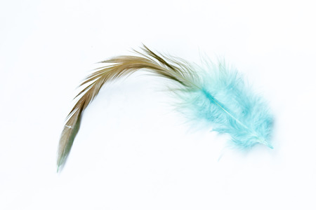 Color feathersの写真素材