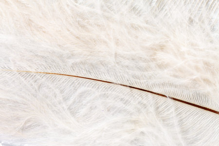 Color feathersの写真素材