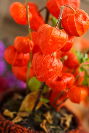 autumn plantsの写真素材