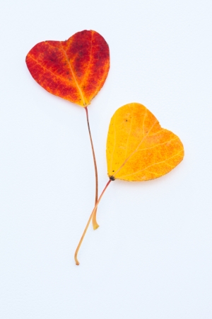 Heart shaped autumn leavesの写真素材