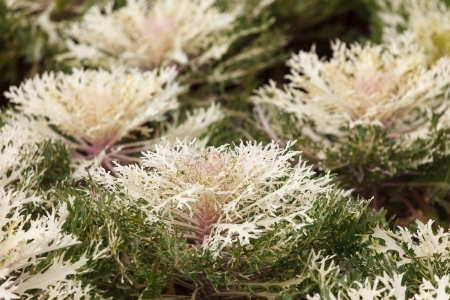 decorative cabbageの写真素材