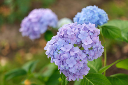 blue hydrangea