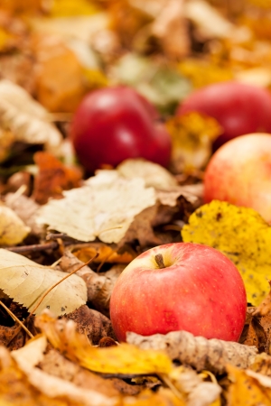 autumn applesの写真素材