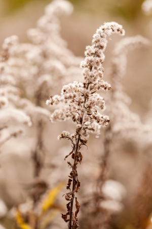 autumn plantsの写真素材