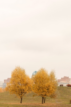 autumn treeの写真素材