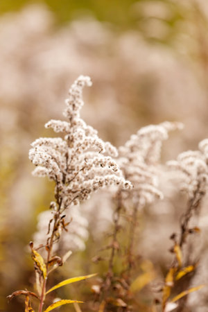 autumn plants