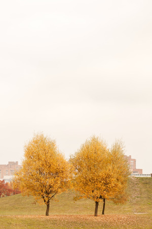 autumn treeの写真素材