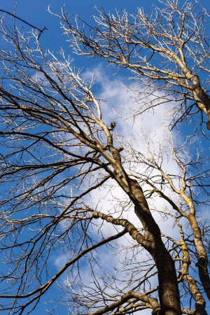 autumn treesの写真素材