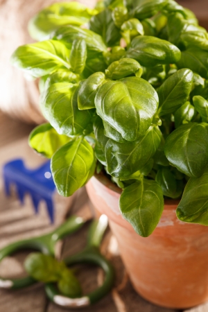 basil in the pot の写真素材