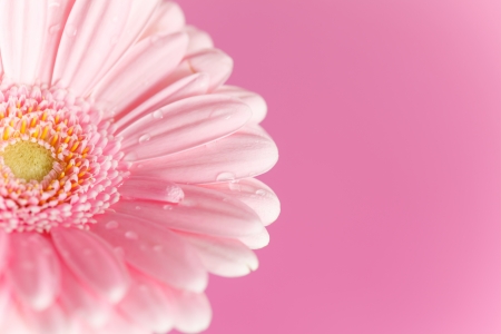 nice gerberaの写真素材