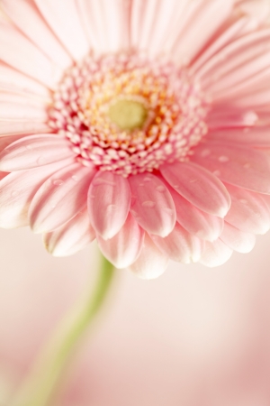 nice gerberaの写真素材