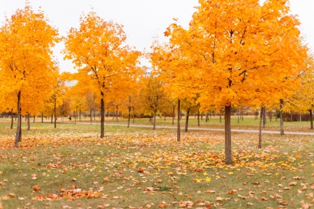 autumn parkの写真素材