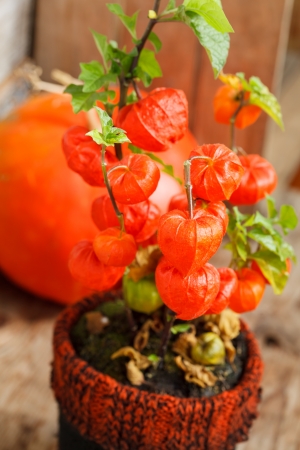 autumn plantsの写真素材