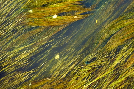 Algae in the riverの写真素材