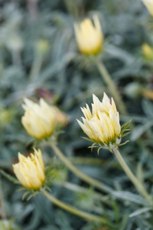 autumn flowersの写真素材