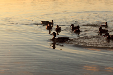 ducks on the lakeの写真素材