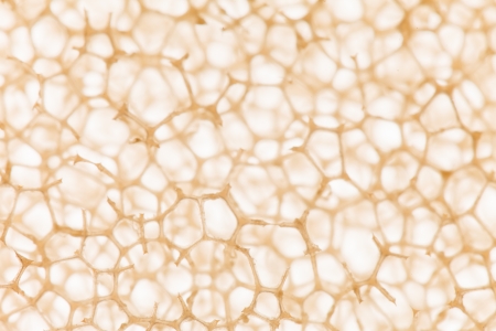 cell backgroundの写真素材