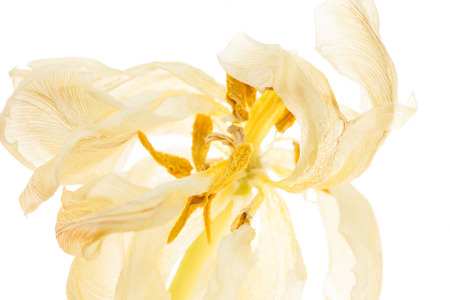 tulipの写真素材