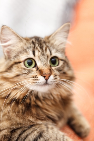 nice catの写真素材