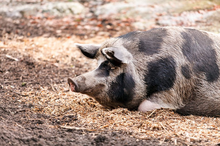 pigs on the farm